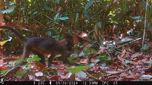 A small monkey with a long tail runs across a forest with leaf litter and green plants.