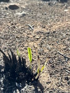 A closeup photograph features small green sprouts in the ground.