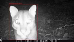 A wild cat stares straight into the camera lens.