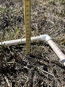 A yellow ruler in the ground shows the measurement of shorts grasses sprouting from the ground.