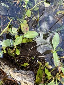A closeup photograph features small green leaves sprouting from water.