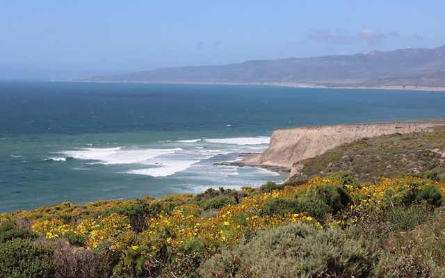 A view of the rugged coast at the Dangermond Preserve with flowers in the foreground. 