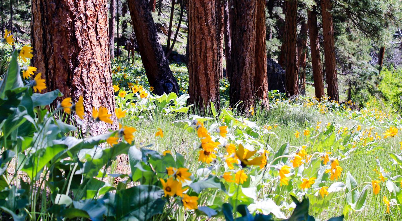 View of forest floor with flowers.