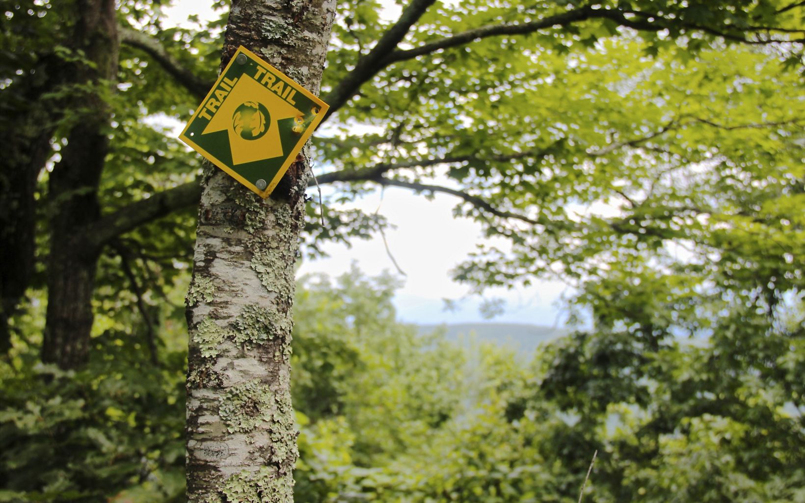 A yellow and green trail blaze is nailed to a moss covered tree trunk. A mountain ridge is visible in the distance through an opening in the leaves.