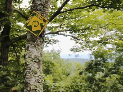 A yellow and green trail blaze marker nailed to a tree sapling points the way on a public trail on Warm Springs Mountain.