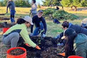 A group of volunteers kneeling down to plant trees at a park.