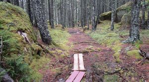 A trail leads into thick woods and large, moss-covered rocks.