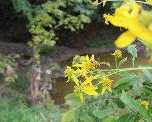 A bee rests on a yellow flower in bloom.