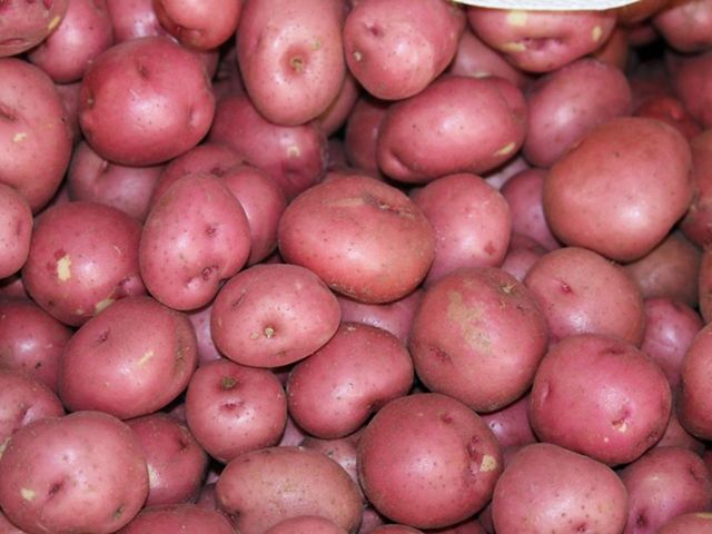 Potatoes grown at Jones Potato Farm in Parrish, Florida.