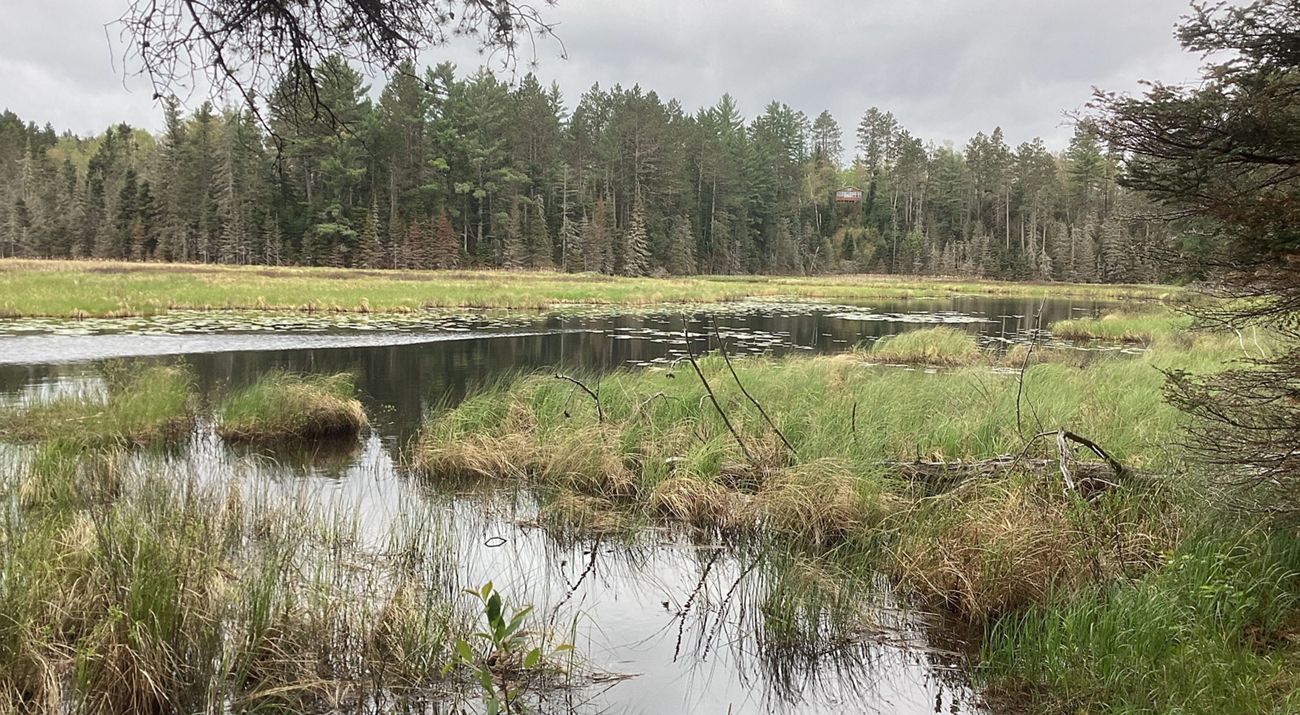 Forested wetland area.