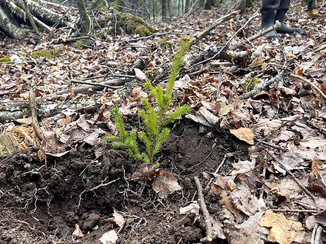 A recently planted sapling in Ottawa National Forest.