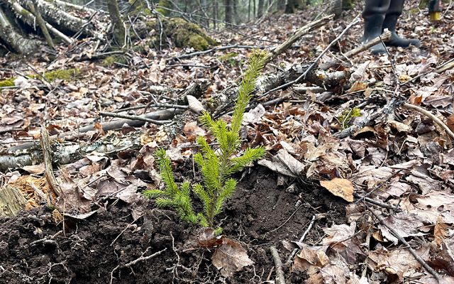 A recently planted sapling in Ottawa National Forest. 
