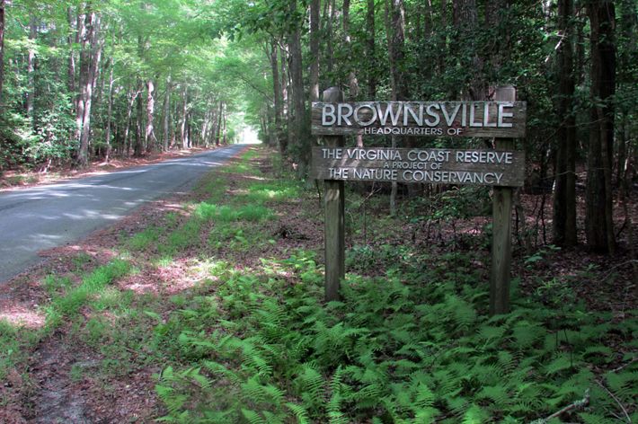Wooden sign at Brownsville Preserve standing among green ferns.