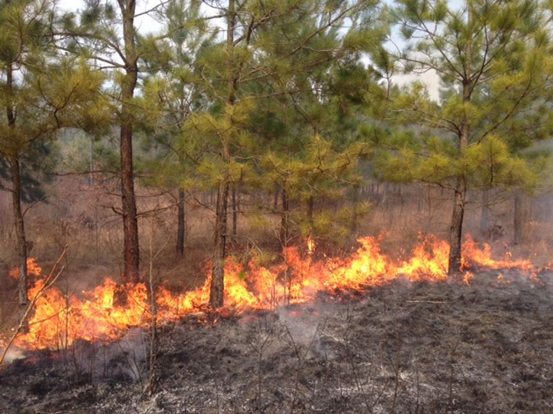 A line of fire burns along the ground at the base of a row of longleaf pine seedlings, leaving a dark patch of bare ground in the foreground.