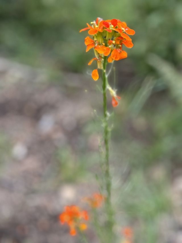 Close-up of a tall flower with bright orange petals at the top of it.