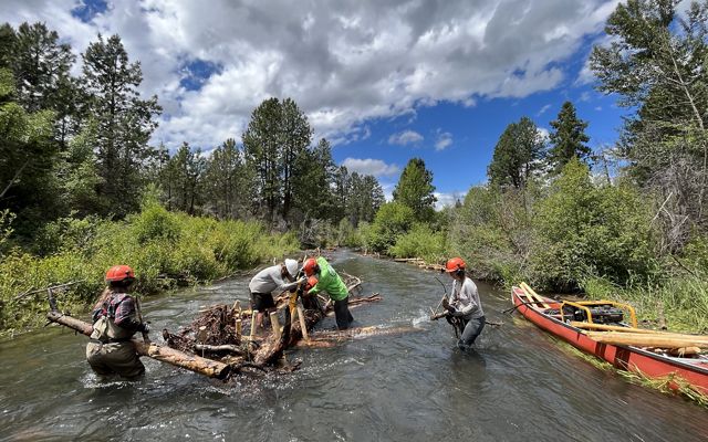 A group of four stand in knee-deep water and work together to lay logs and branches.