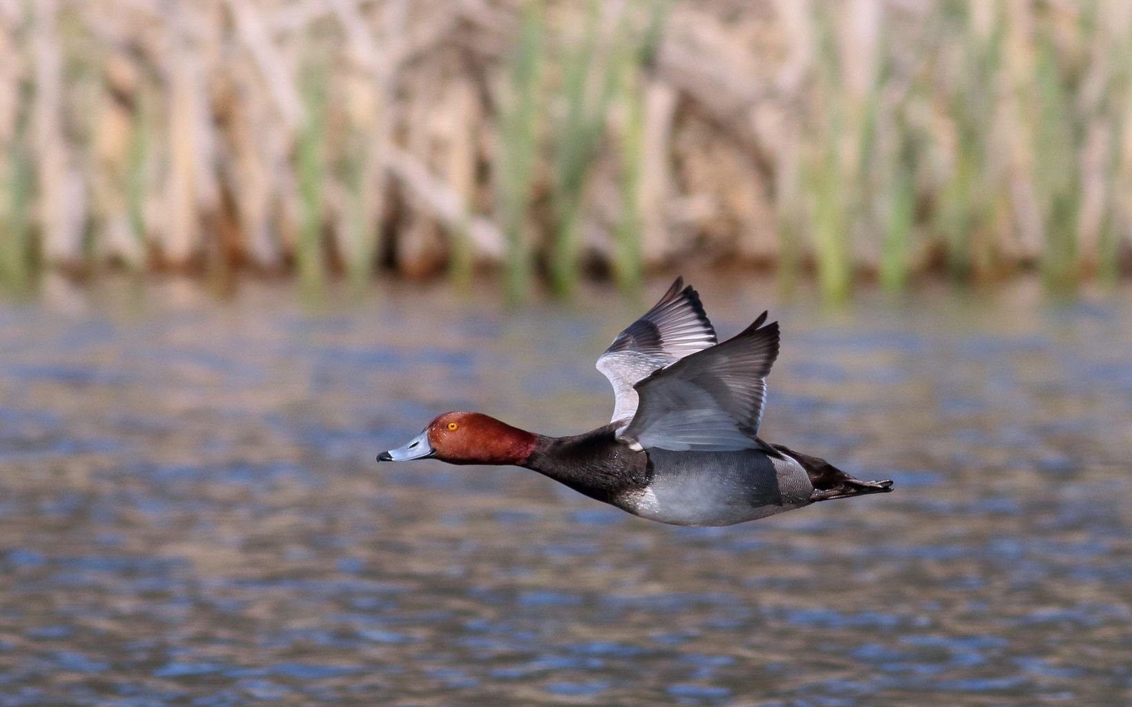 Ball Creek is a refuge for waterfowl
