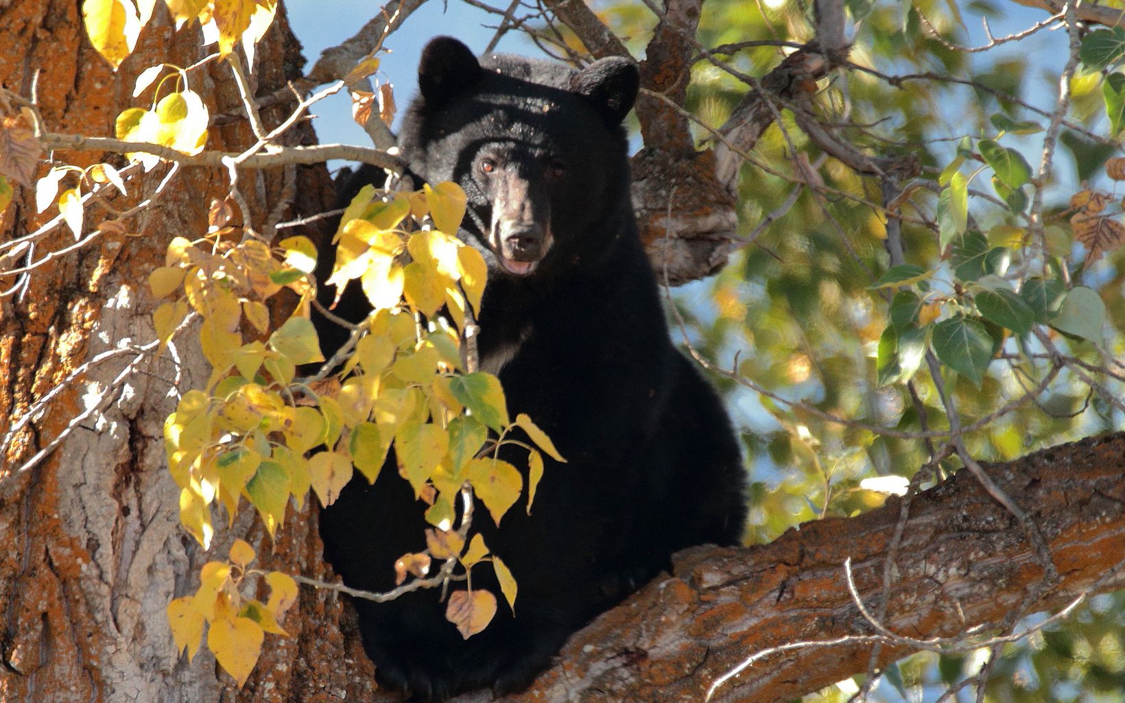 Black bear at Ball Creek A black bear keeps an eye out from it's tree perch at Ball Creek © Terry Roth