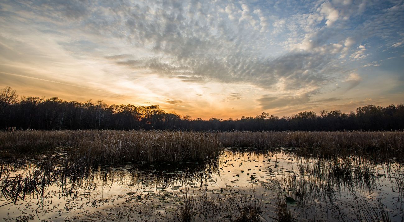 Sunset view over a beaver marsh.