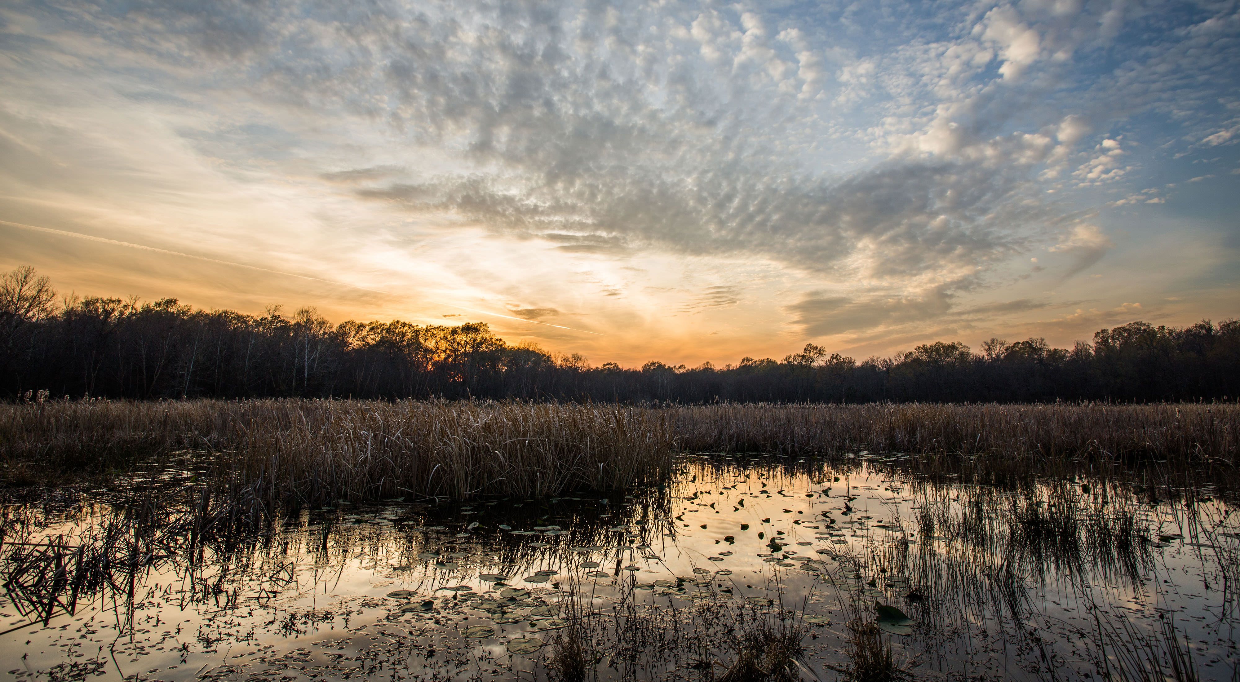 Sunset view over a beaver marsh.