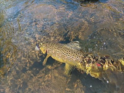Close-up of a trout, a medium-sized fish with brown and red spots, swimming in clear water.