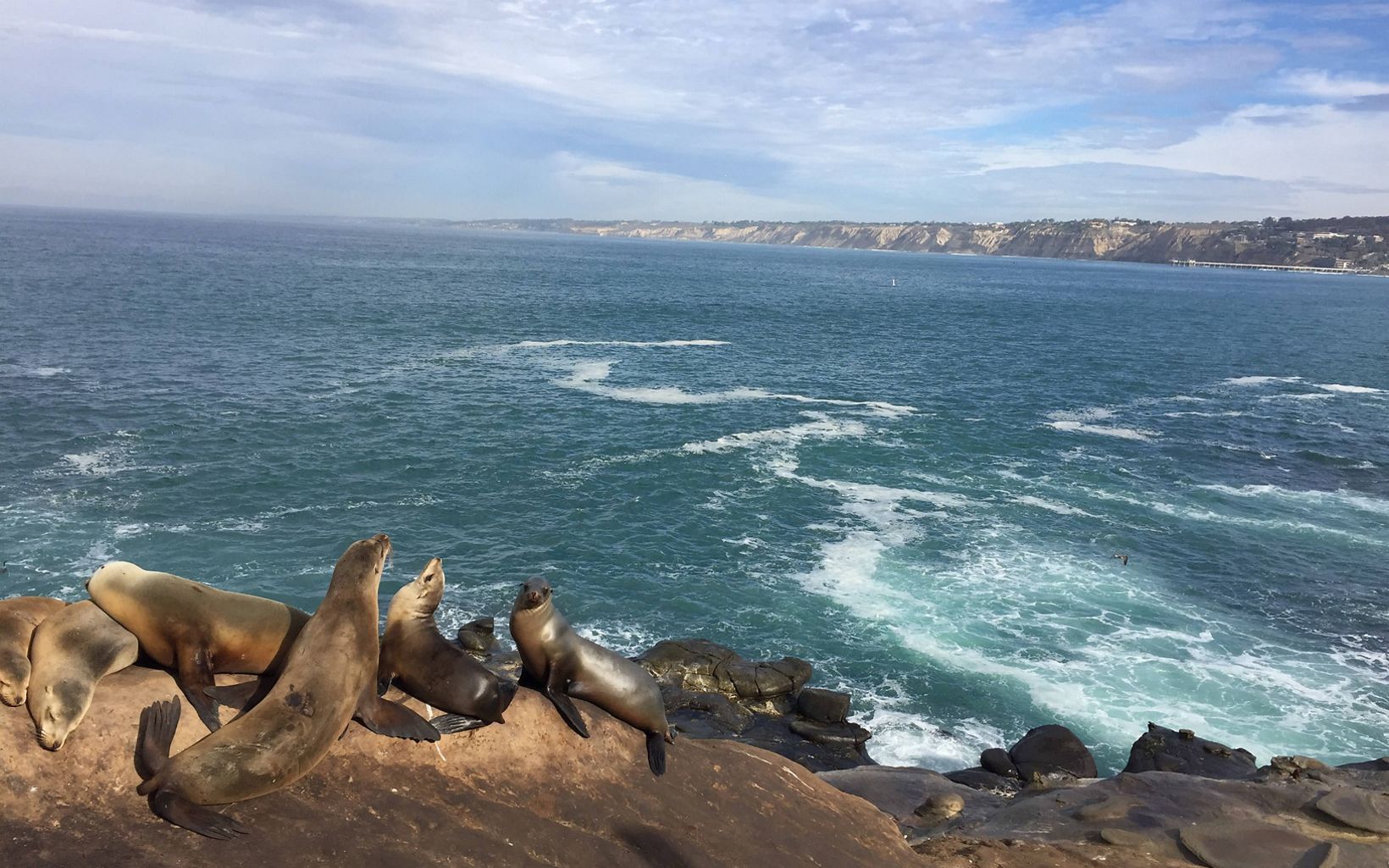 Seals sunbathe on rocks in Southern California