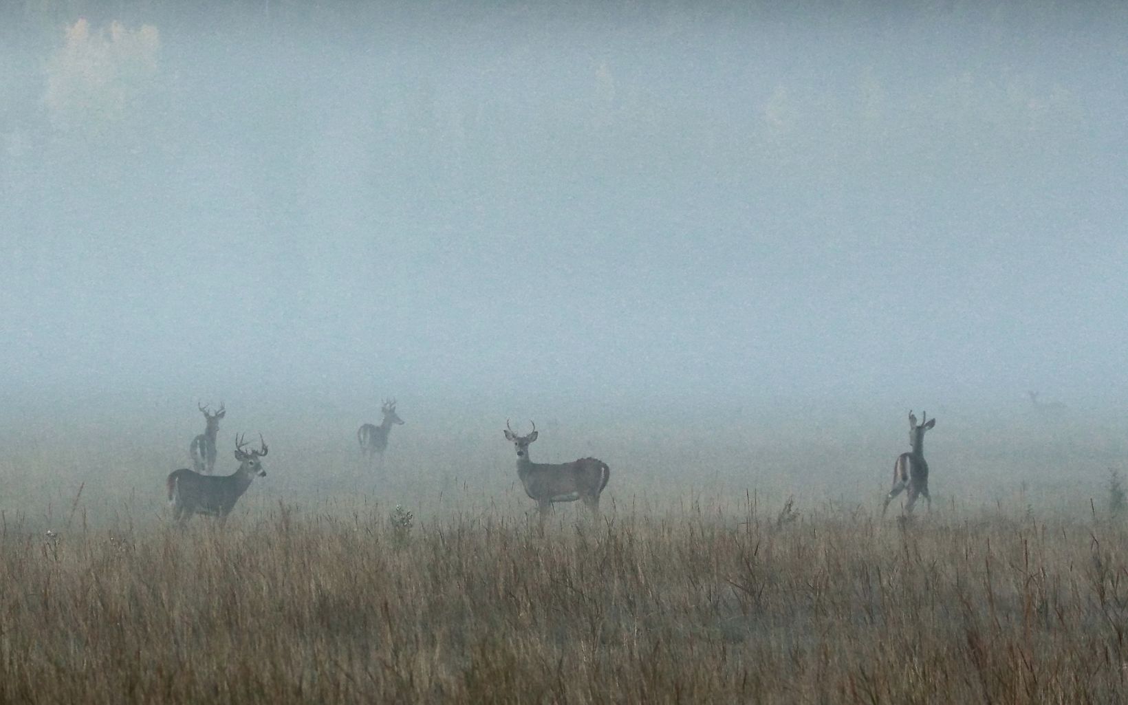 A blanket of fog hides a herd of deer at Ball Creek Preserve