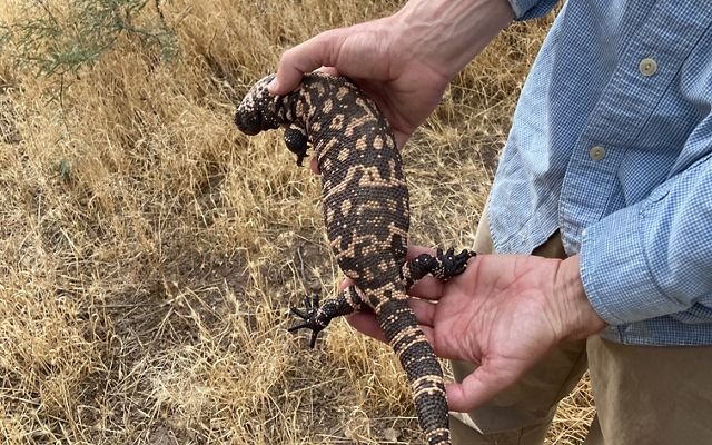 A Gila monster, a long, orange and black reptile, is held by the two bare hands of a person wearing a blue shirt.