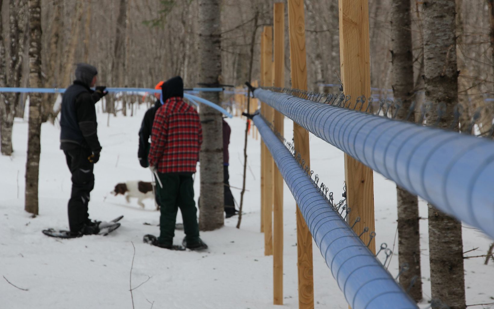Three people in snowshoes stand in the snow chatting next to a fence bordering a sugarbush patch in the St. John River Forest.
