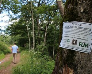 A man walks along a forest trail.