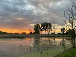An image of a small pond lightly covered with algae. A sunset in the background with orange reflecting onto the pond. Trees and clouds in the background. 