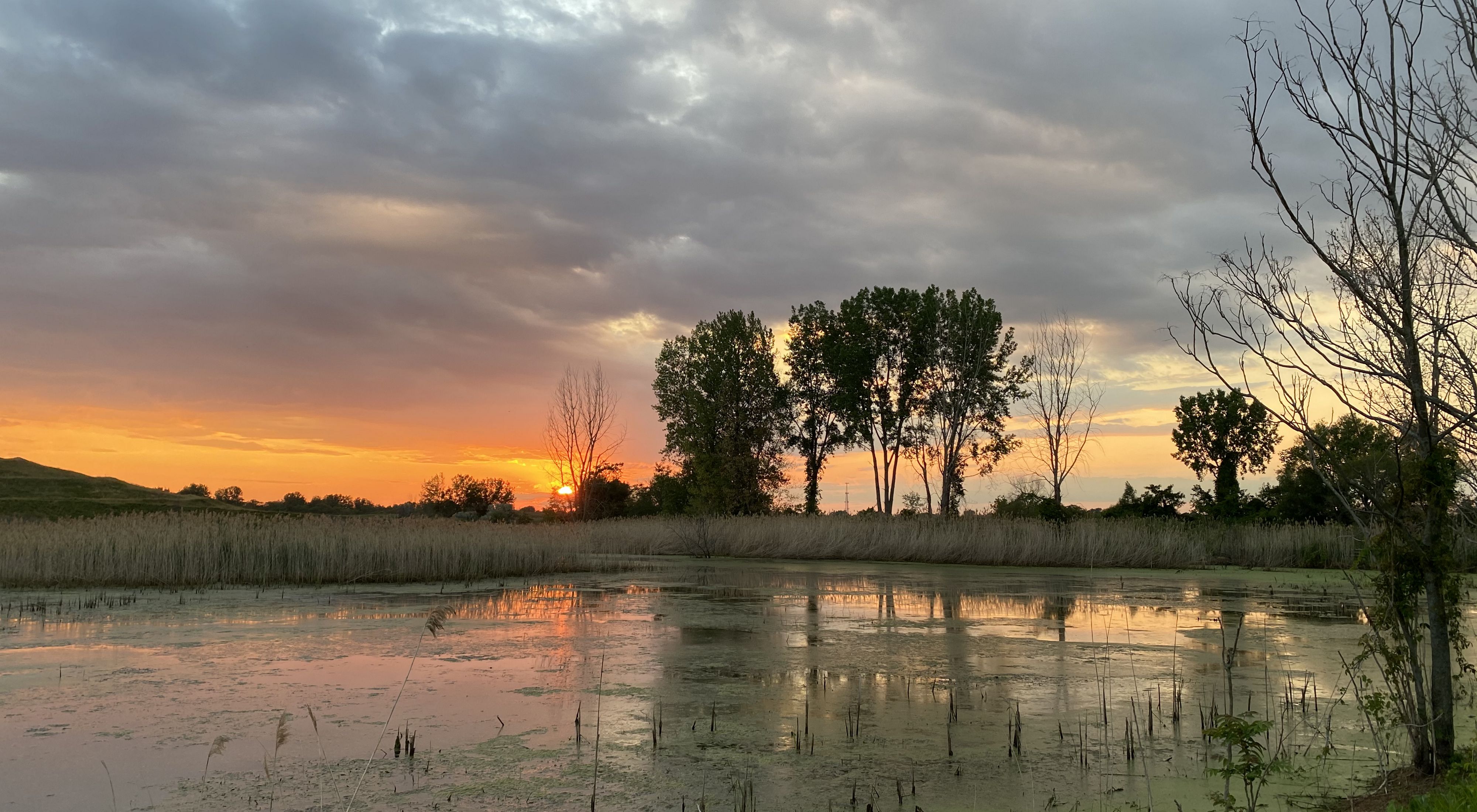 An image of a small pond lightly covered with algae. A sunset in the background with orange reflecting onto the pond. Trees and clouds in the background. 