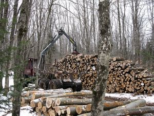 The Two Hearted Forest Reserve is selectively harvested based on the needs of the forest  and species that live there.