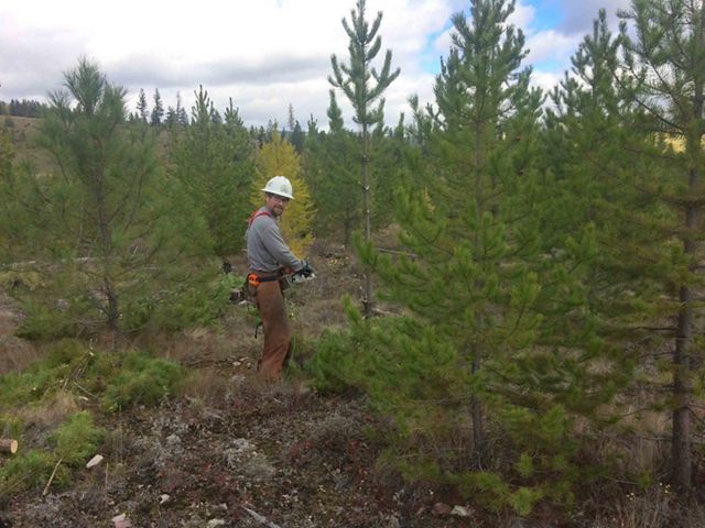 Crews thinning Montana forests to reduce wildfire risks and help forests thrive.
