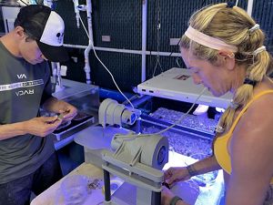 Two people work in a lab and prepare coral samples for testing.