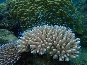 Closeup of a light-colored coral with many vertical protuberances.