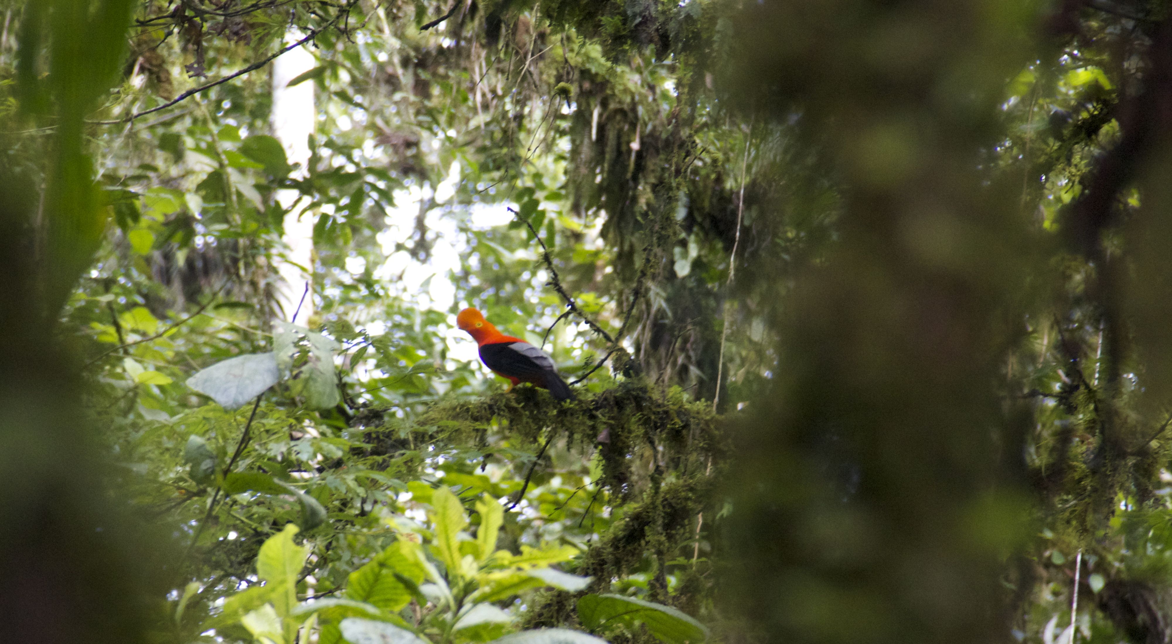 A view of the forest, with a black and orange bird perched on a branch in the background