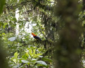 A view of the forest, with a black and orange bird perched on a branch in the background.