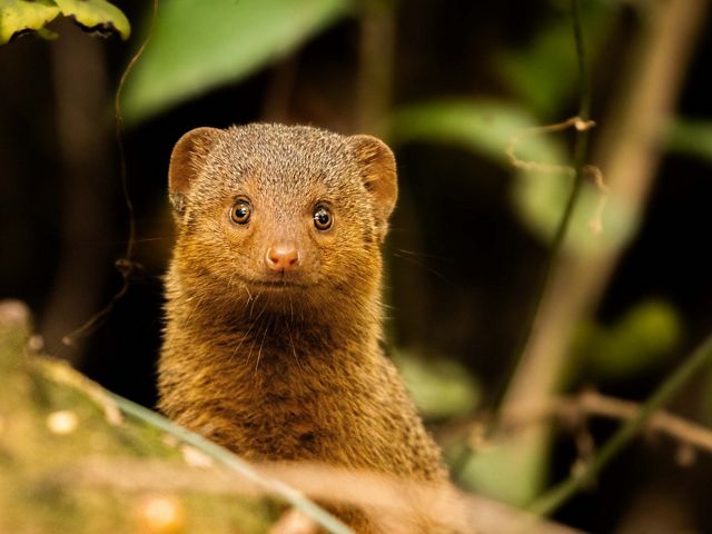 A dwarf mongoose at Loisaba Conservancy, Kenya.