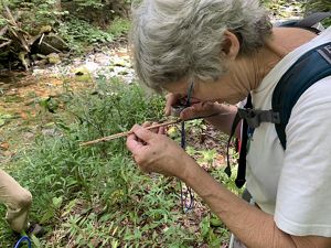A woman holds a magnifying loupe and looks at a tree core sample in her hand.