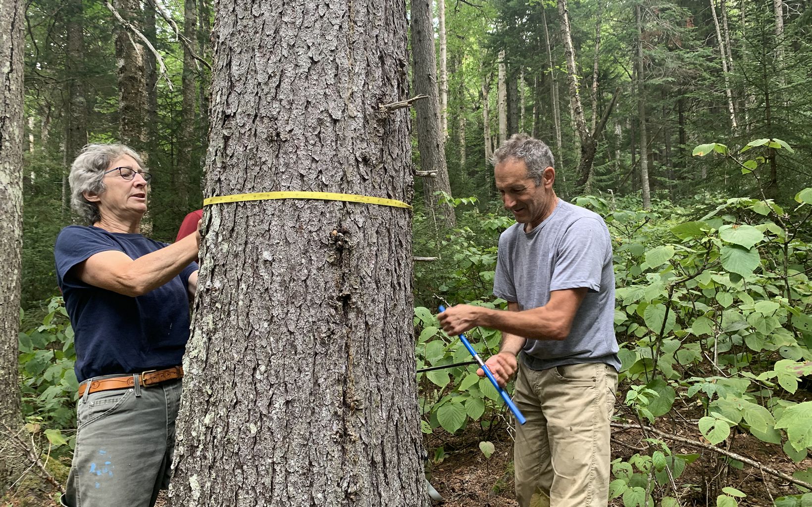Measurements Scientists record the circumference of a tree and take a core sample to find its age. © Kira Bennett Hamilton/TNC