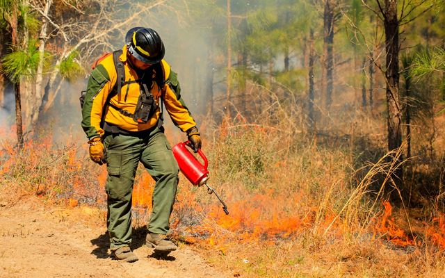 A man with a drip torch sets fire to brush.