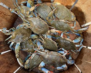 Blue crabs in a basket.