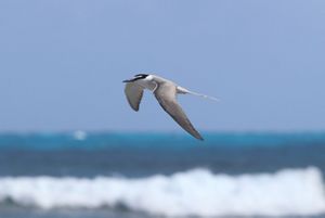 Grey-backed terns flying above Palmyra Atoll.