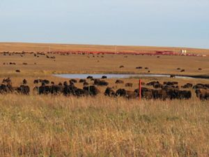 Herd of bison in working corrals at Tallgrass Prairie Preserve.