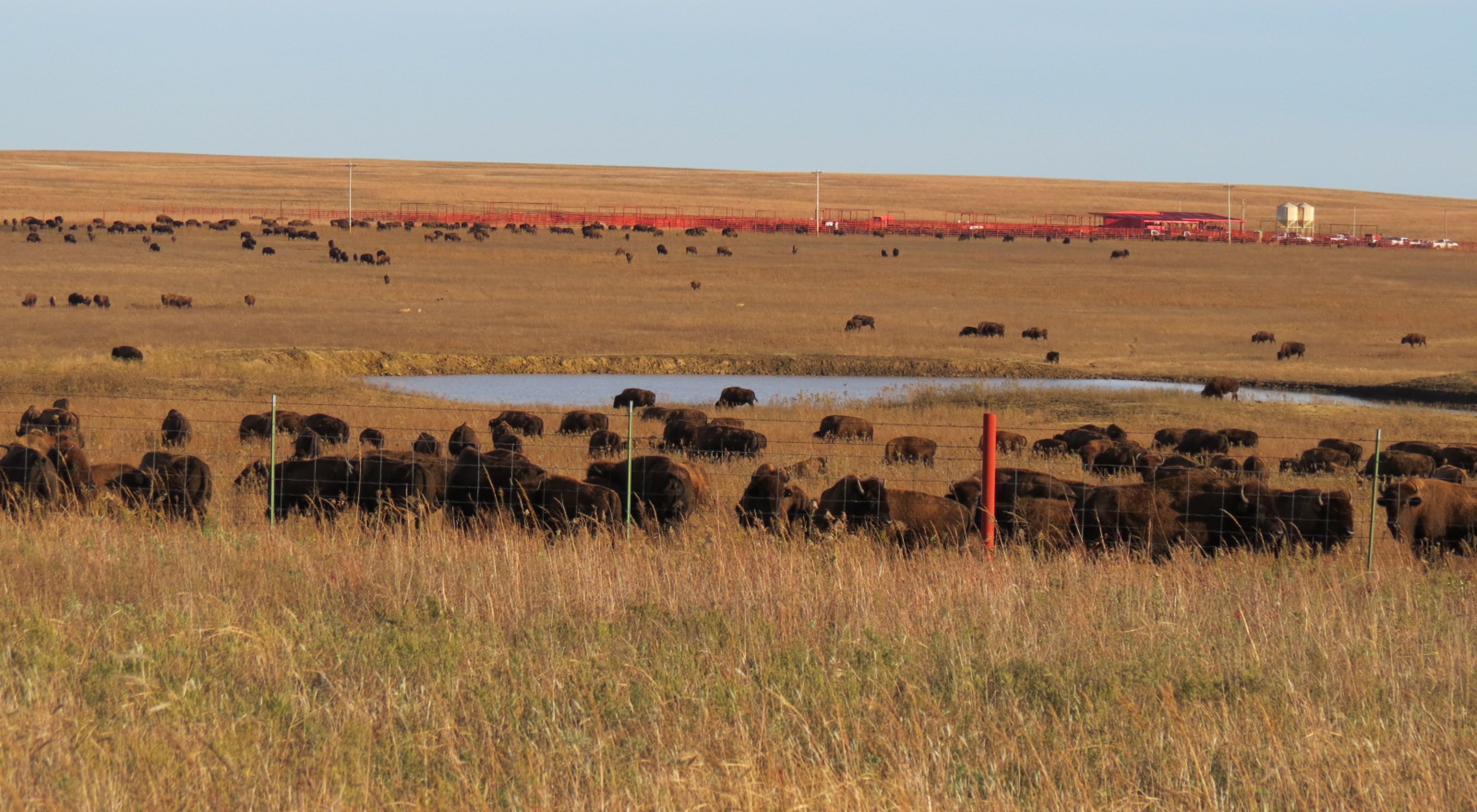 Herd of bison in working corrals at Tallgrass Prairie Preserve.