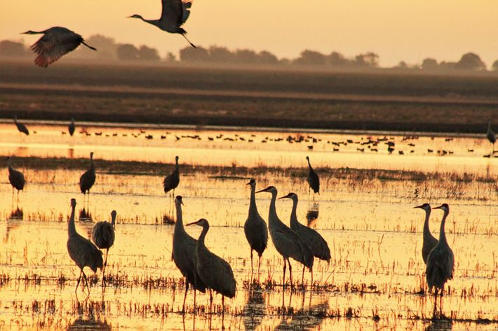 Sandhill cranes (Grus canadensis) in rice fields. Staten Island, California.