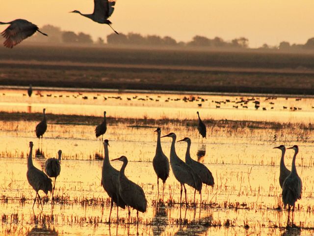 Cranes on a flooded agricultural field.