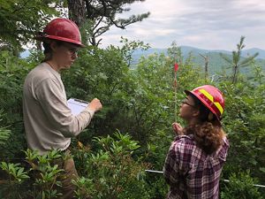 Two people wearing red hardhats stand in a green thicket counting stems of young pine trees at a study site.