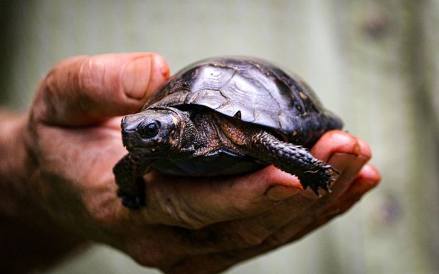 Turtles That Stay Small All Their Lives (+ FAQs)